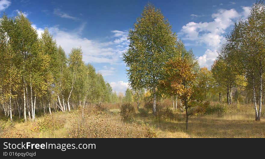 Autemn forest over blue sky with white clouds