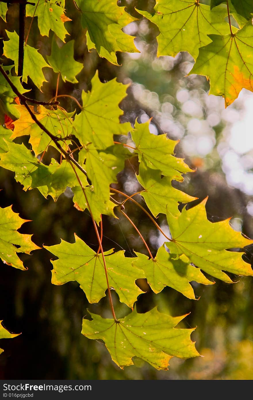 Autumn leaves