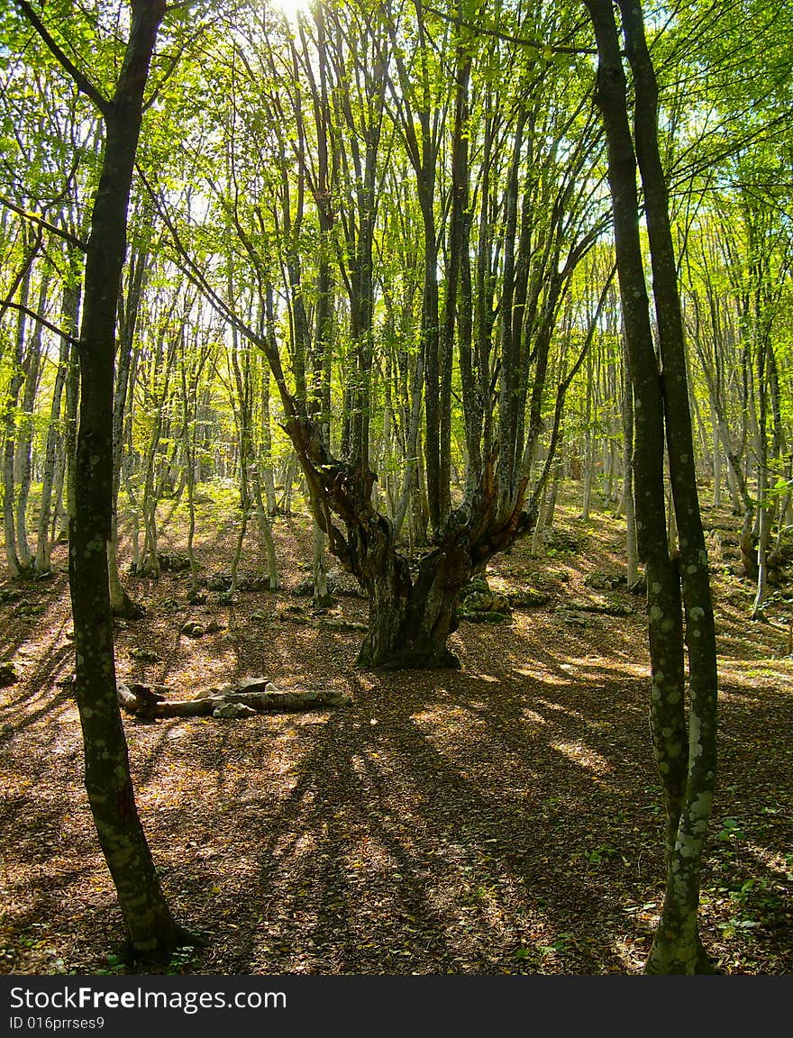 Tavrsky Wood  The Keeper Of The Past