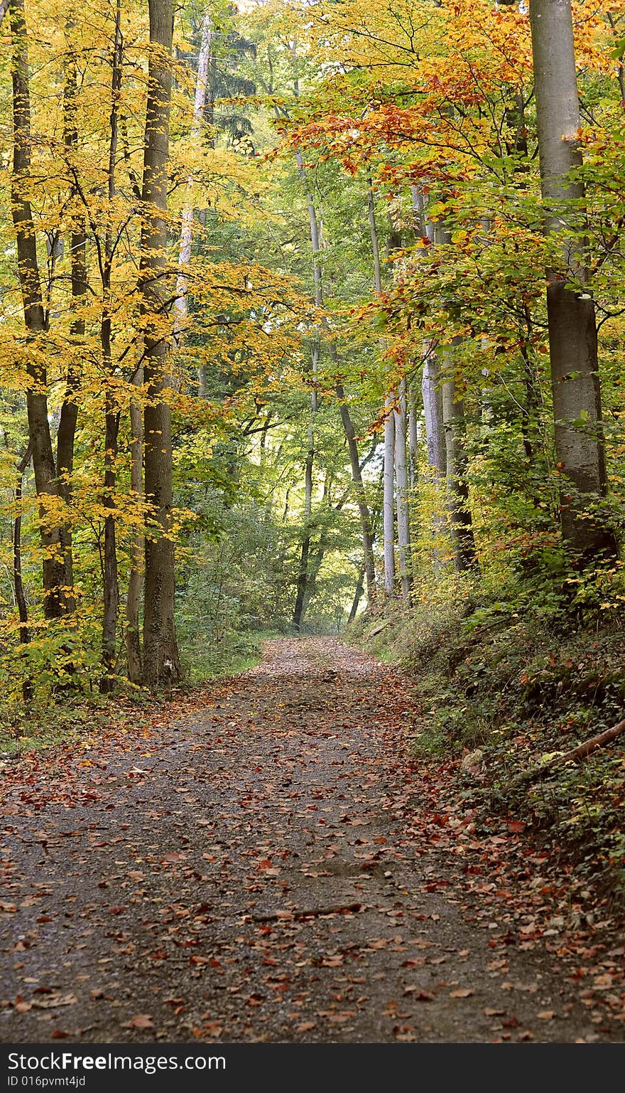 Street in the forest