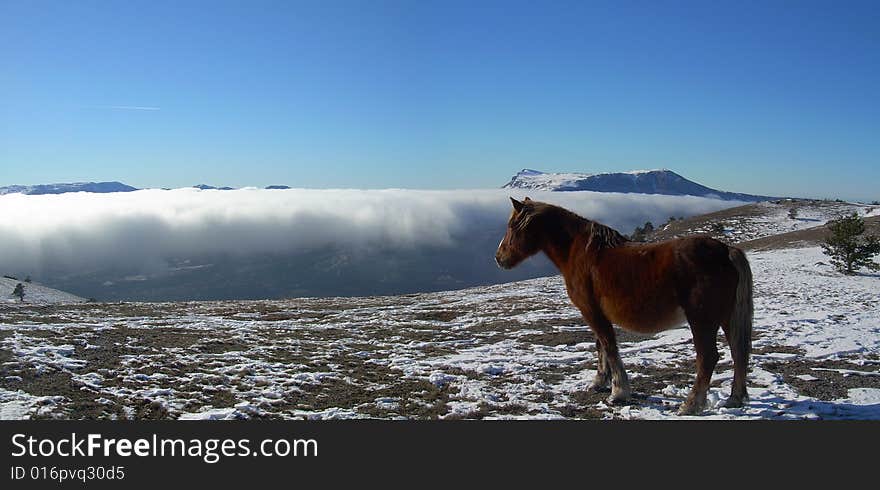 UKRAINE; CRIMEA; Black sea; YALTA; Demerdji Mountains; a fog; the blue sky; winter; white snow; a horse; dream; of travel; height; a distance. UKRAINE; CRIMEA; Black sea; YALTA; Demerdji Mountains; a fog; the blue sky; winter; white snow; a horse; dream; of travel; height; a distance