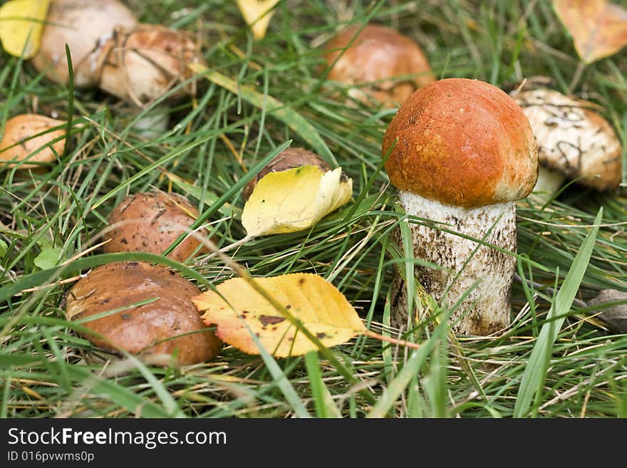 Aspen Mushroom