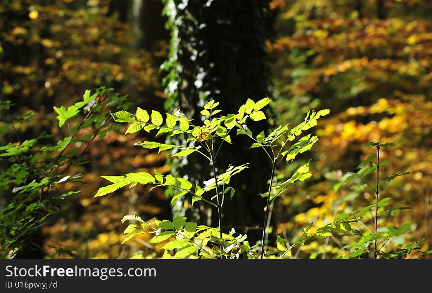 Leaves in forest