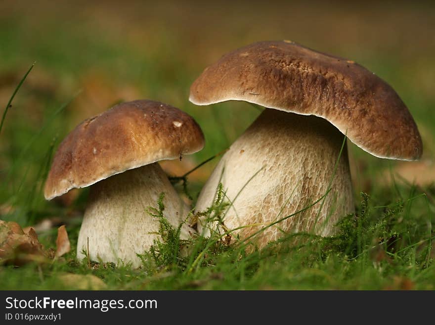 Autumn scene: two brown and white colored mushroom