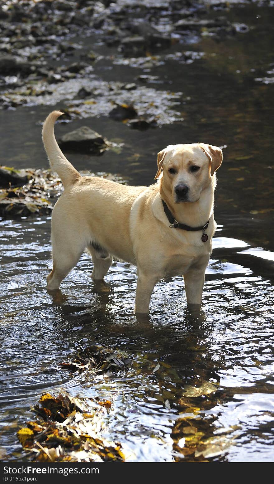 Golden retriver in flowing water, Autumn time ottdoor scene with a beautiful animal. Golden retriver in flowing water, Autumn time ottdoor scene with a beautiful animal