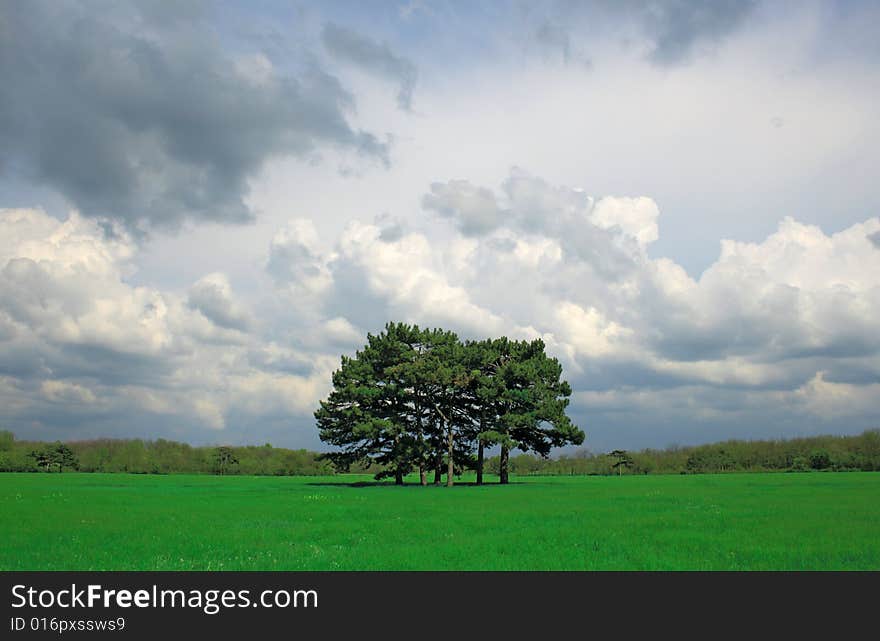 Beautiful field with trees in the center