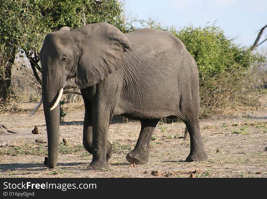 Male African elephant walking across savannah