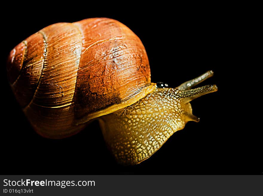 Snail found in the east of Denmark.