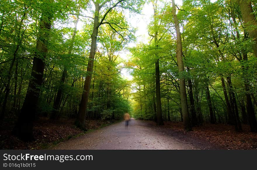 A forest path in a green glowing wood. A forest path in a green glowing wood