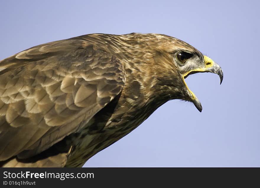 Portrait of a buzzard shouting