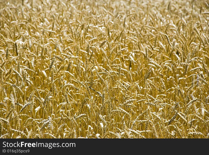 Wheat Field