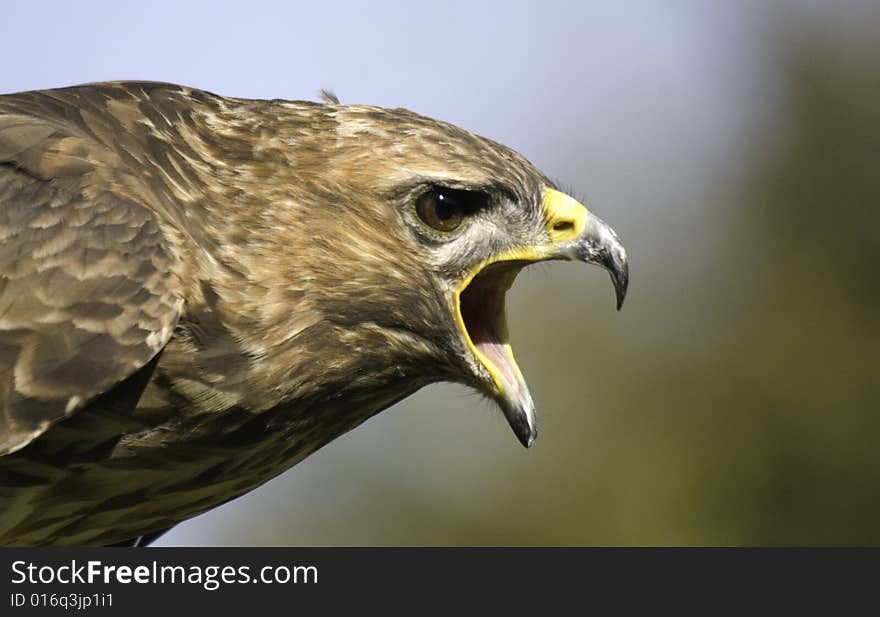 Portrait of a buzzard shouting