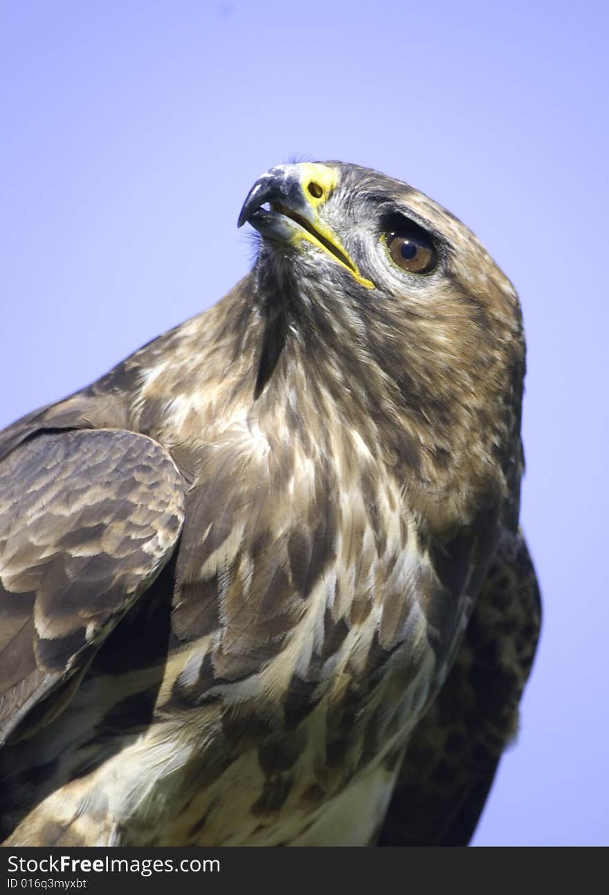 Portrait of a buzzard hawk