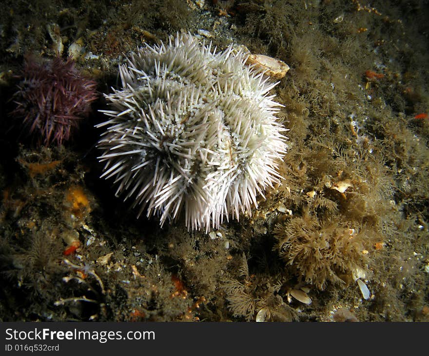 These Variegated Urchins were taken under the Blue Heron Bridge in Palm Beach, Florida.