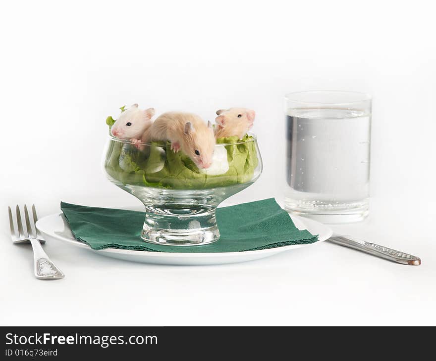 Several small hamsters at glass bowl like they are dinner. Several small hamsters at glass bowl like they are dinner