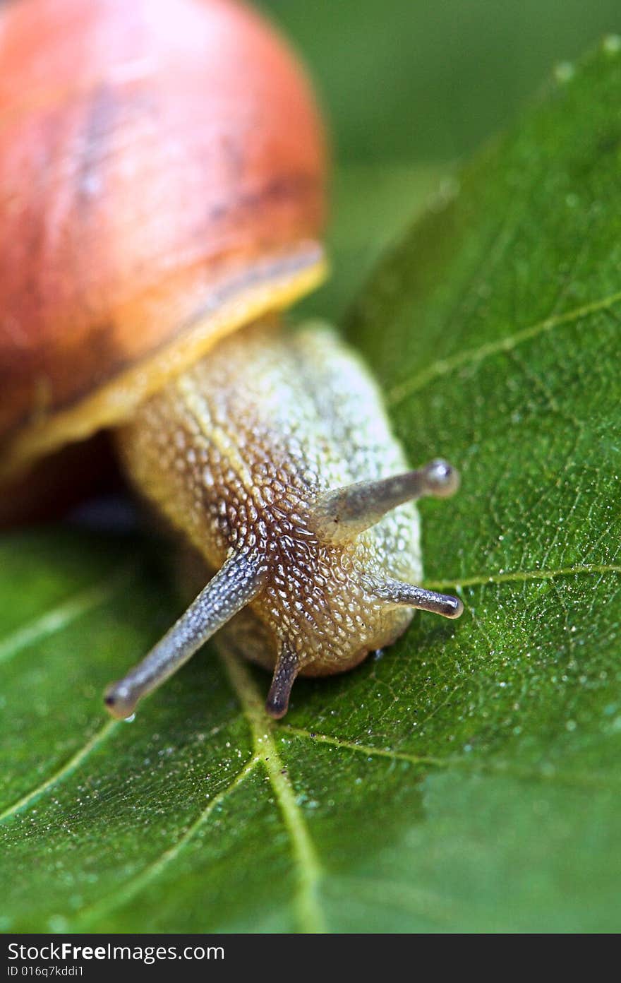 Snail on a bed of lettuce