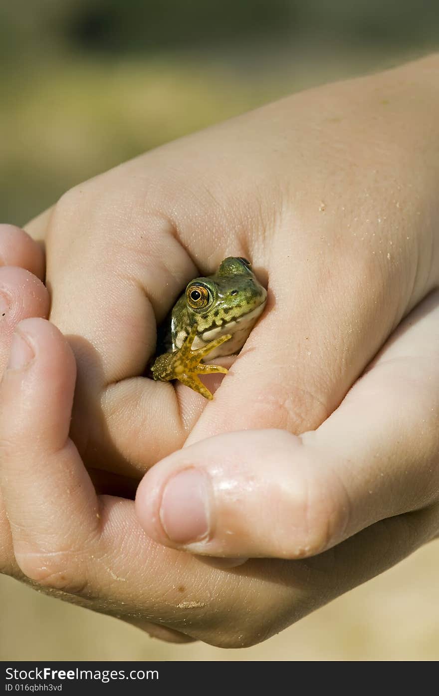 A little green frog being held in two hands. A little green frog being held in two hands.