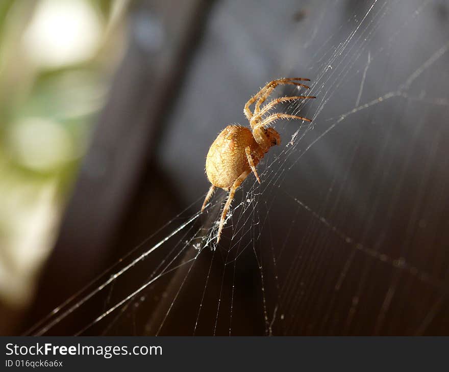 Spider waiting for its prey