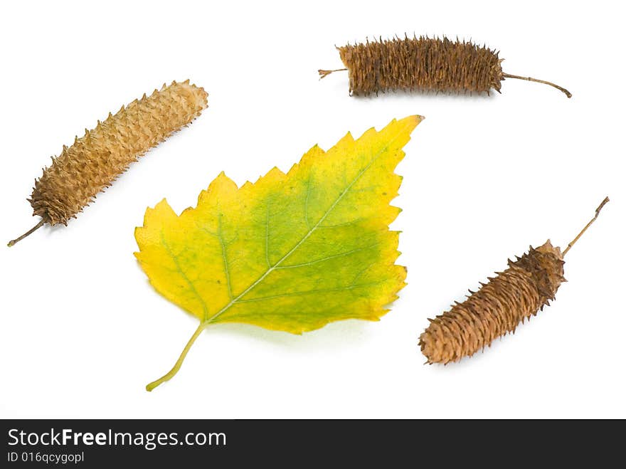 Yellow Leaves And Birch Ear-rings