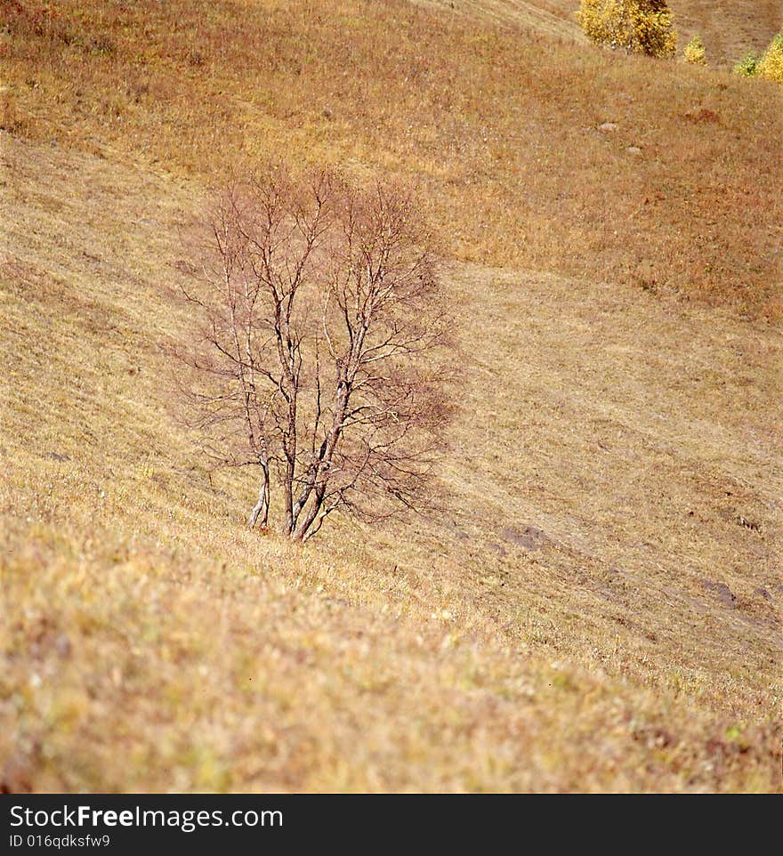 A golden autumn field,it is named bashang.