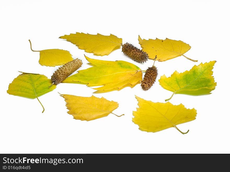 Yellow Leaves And Birch Ear-rings