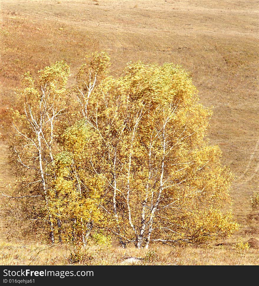 Autumn field