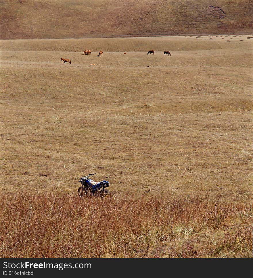 Autumn field