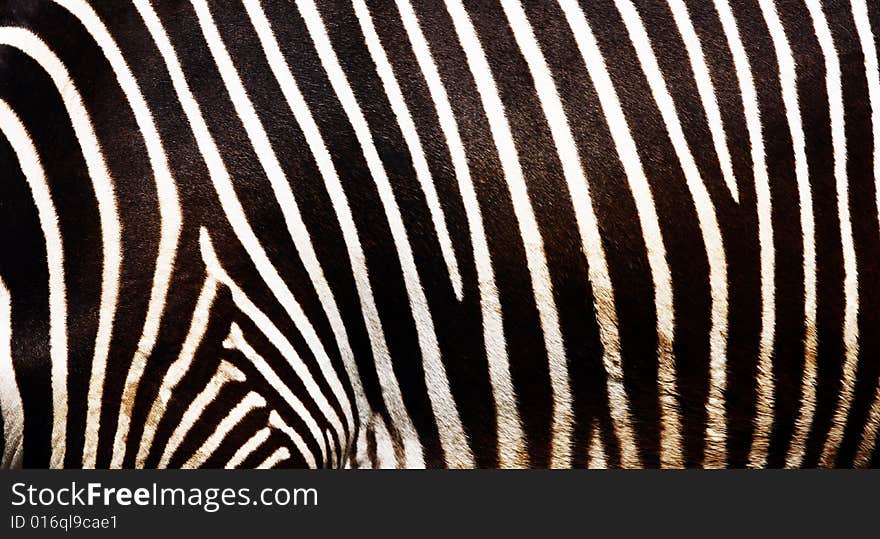 Macro photo picture of black and white lines of zebra. Macro photo picture of black and white lines of zebra