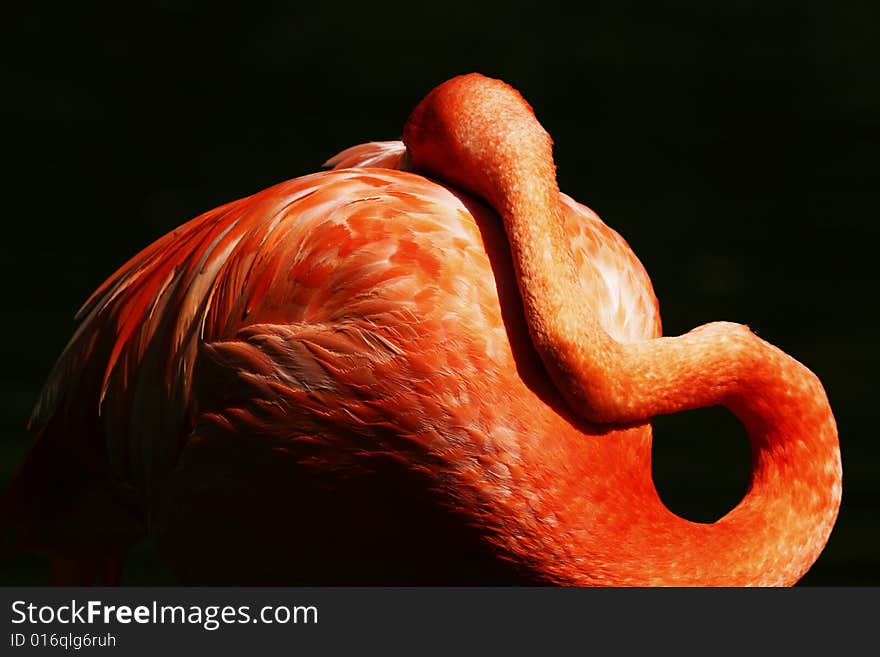 Portrait of orange flamingo take a rest