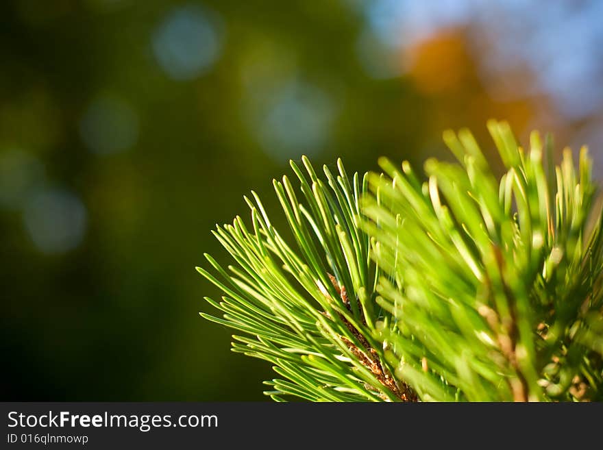 Fir tree branch. Close up.