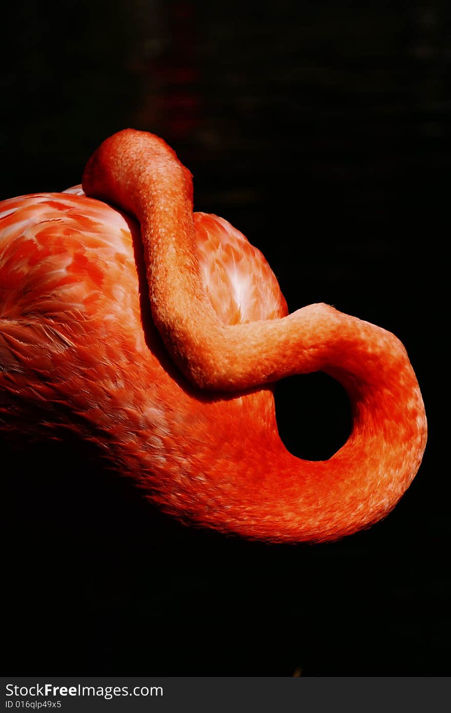 Portrait of sleeping orange flamingo in the zoo