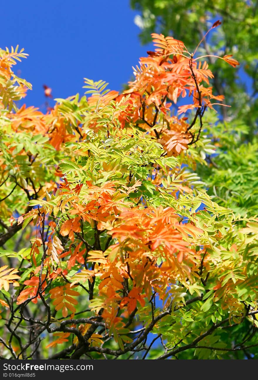 Autumn leaves on blue sky background