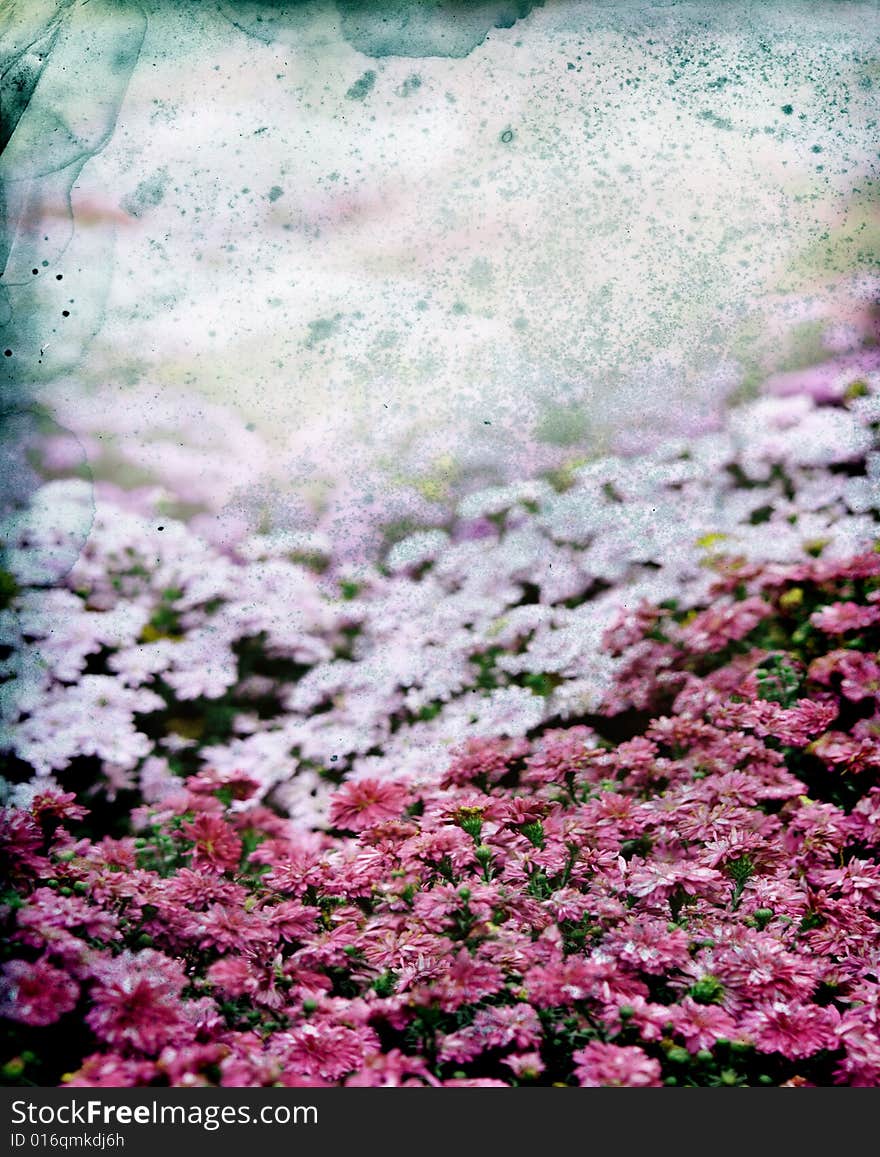 Chrysanthemums on a Textured Background