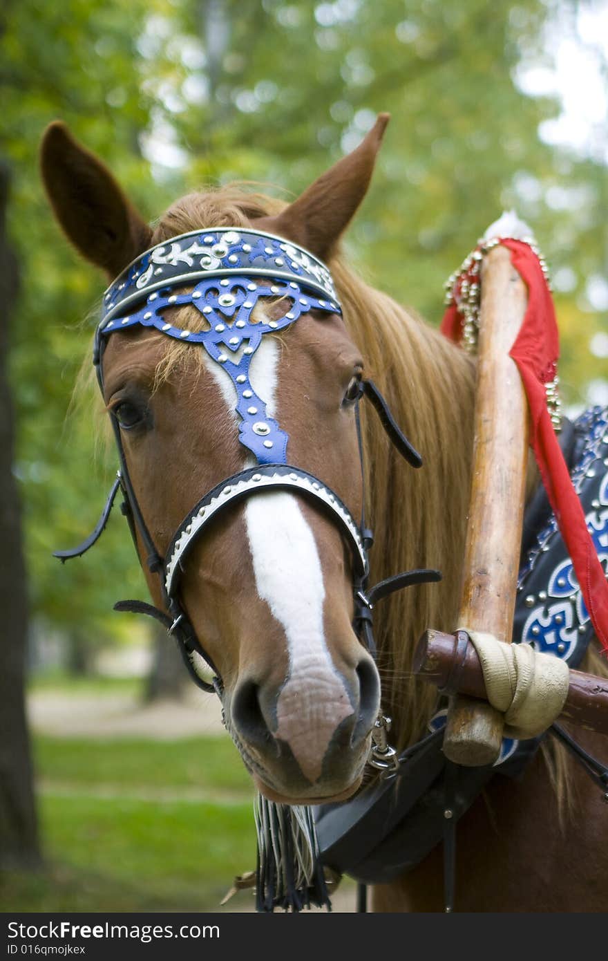 Beautiful show horse head portrait