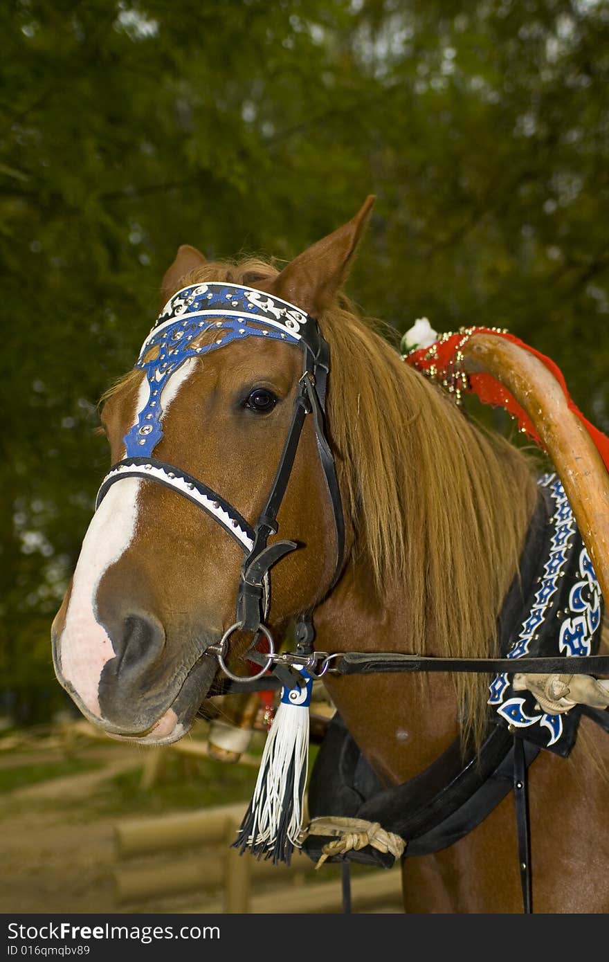 Beautiful show horse head portrait