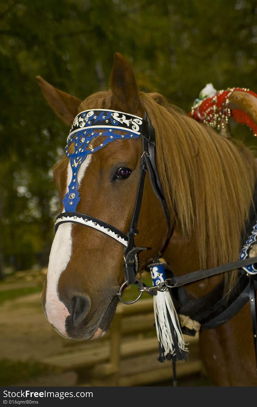 Beautiful show horse head portrait