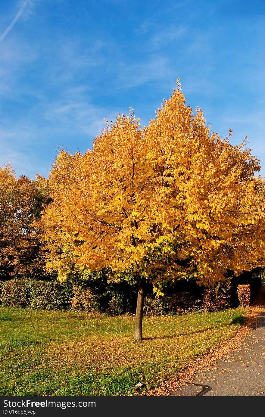 Colorful Autumn In The Park