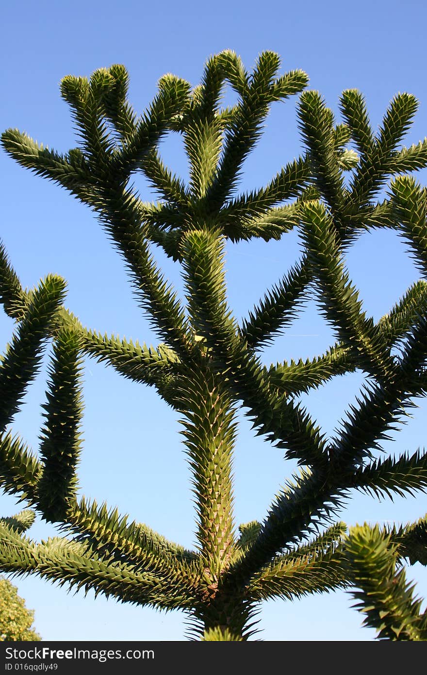 Auracania Auracana tree in Chile.