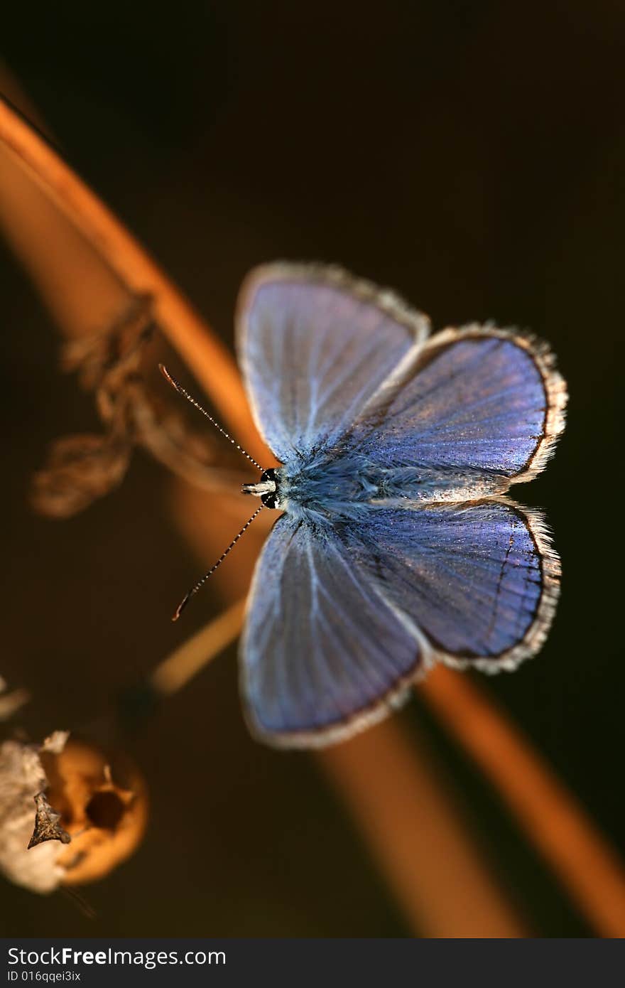 Macro of Polyommatus icarus