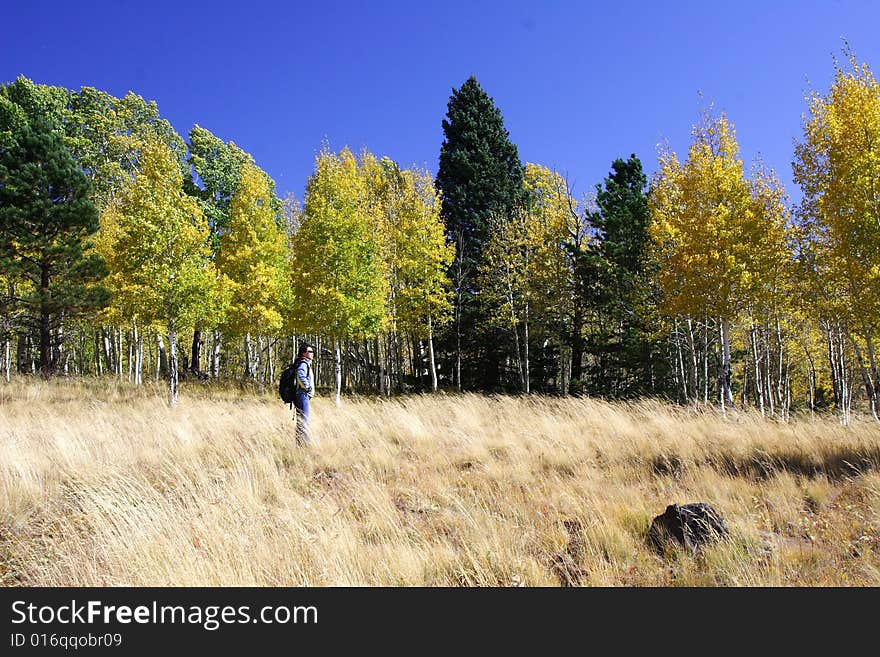 Traveler is visiting fall color county, flagstaff, arizona. Traveler is visiting fall color county, flagstaff, arizona