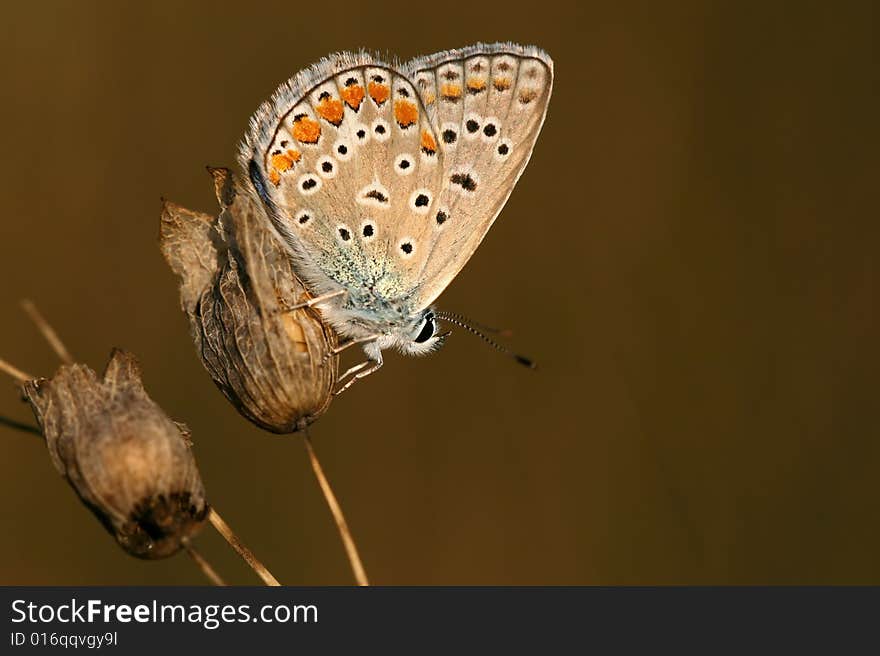 Common blue (Polyommatus icarus) - male. Common blue (Polyommatus icarus) - male