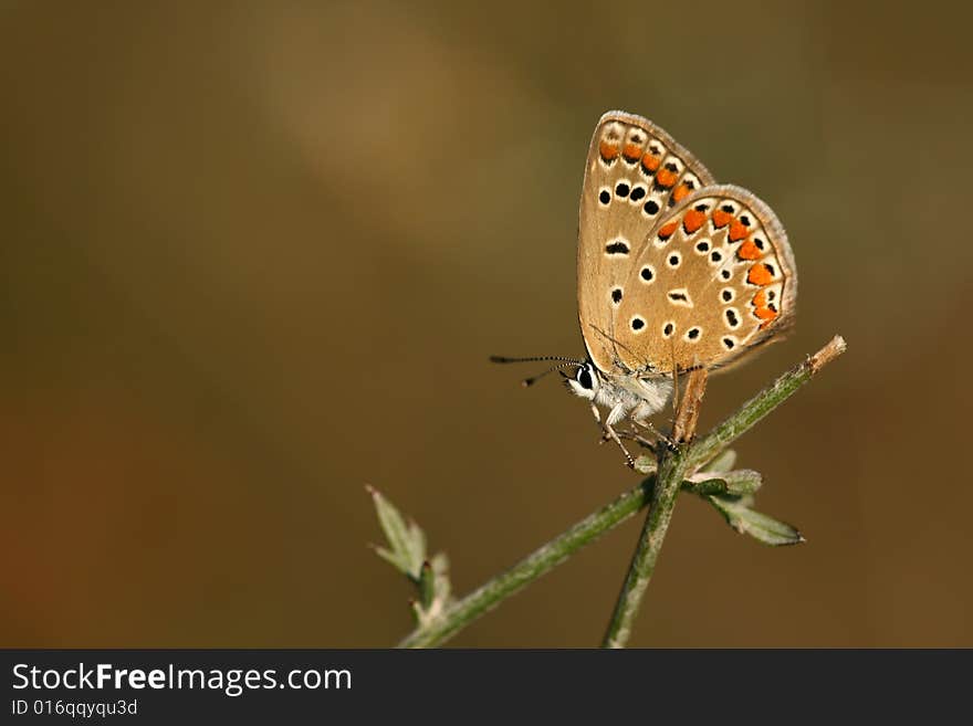 Macro of Polyommatus icarus