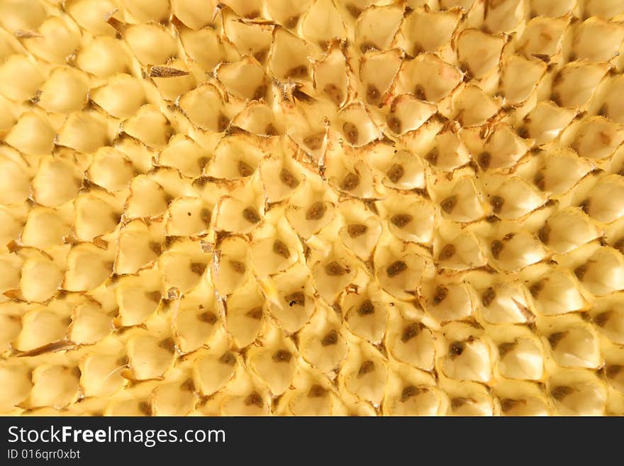 Empty mesh in a sunflower