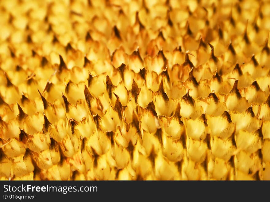 Empty mesh in a sunflower