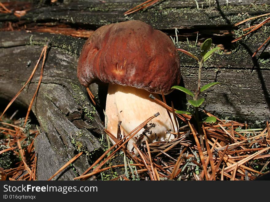 The edible mushroom wishes that him cut off