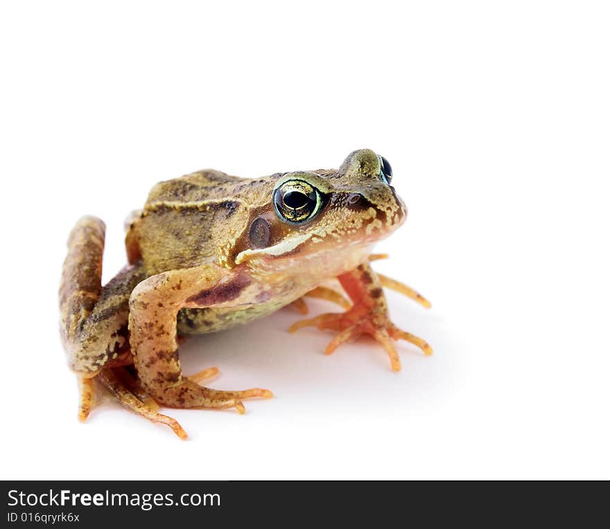 Froggy