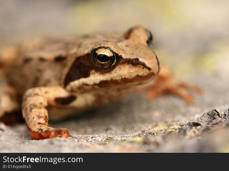 Brown frog Rana temporaria