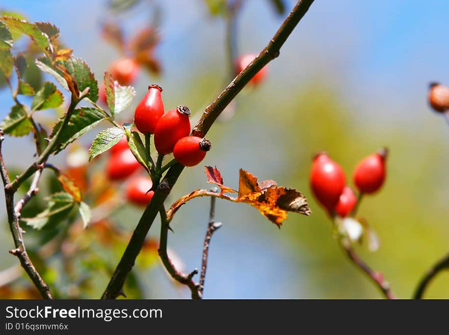 Dog Rose Hips