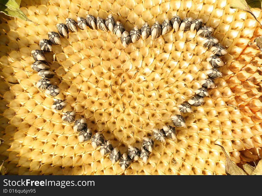 Heart Of A Sunflower