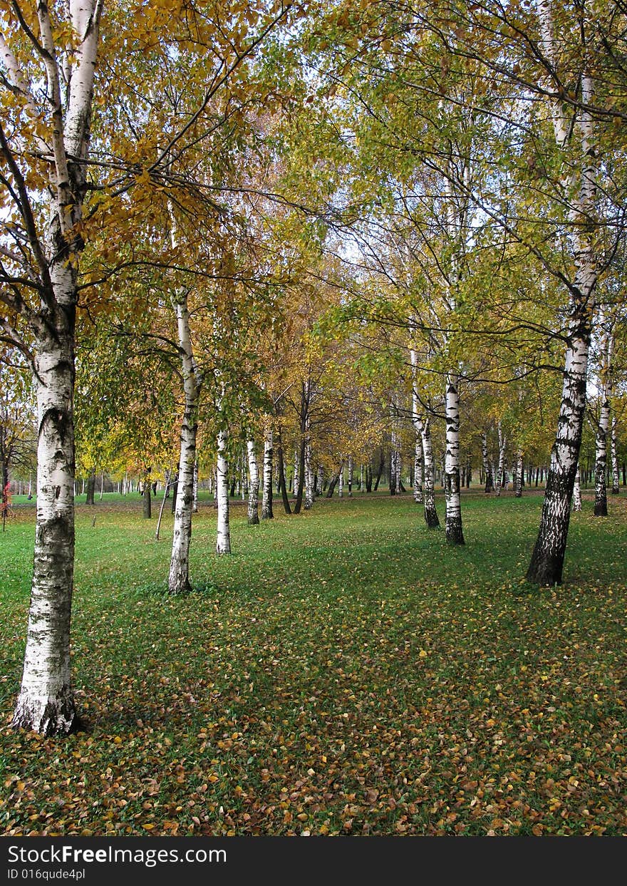 Birch grove in autumn with yellow leaves on the ground